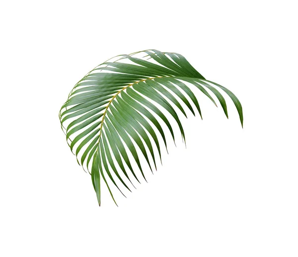 Tropical green palm leaf tree isolated on white background — Stock Photo, Image