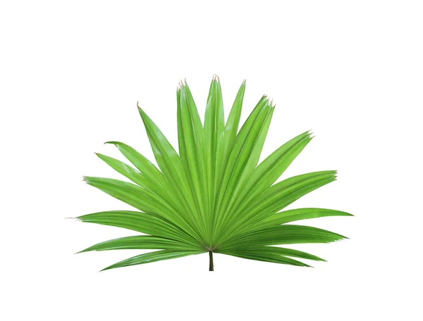 Tropical green chinese windmill palm leaf tree isolated on white — Stock Photo, Image