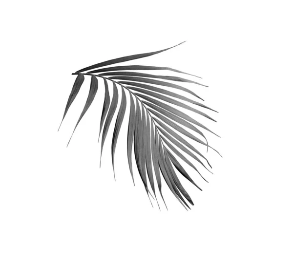 Зеленый тропический листок пальмы, выделенный на белом фоне — стоковое фото