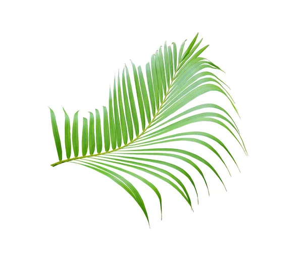 Tropical green palm leaf tree isolated on white background — Stock Photo, Image