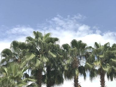 Mavi gökyüzü ve bulutlu palmiye ağaçları