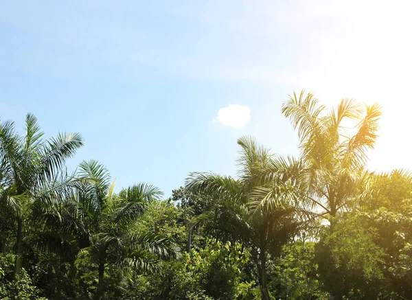 Palmboom met blauwe lucht en wolk — Stockfoto