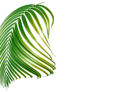 Beyaz arkaplanda yeşil palmiye yaprağı izole