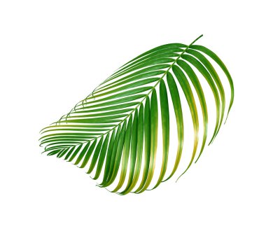 Beyaz arkaplanda yeşil palmiye yaprağı izole