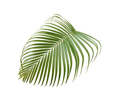 Beyaz arkaplanda yeşil palmiye yaprağı izole