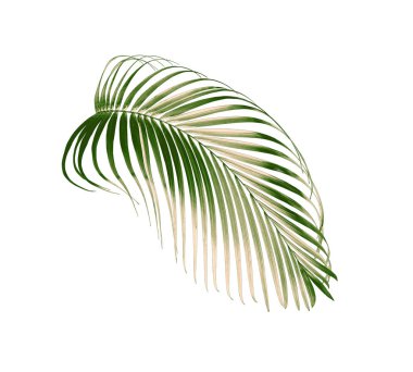 Beyaz arkaplanda yeşil palmiye yaprağı izole