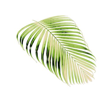 Beyaz arkaplanda yeşil palmiye yaprağı izole
