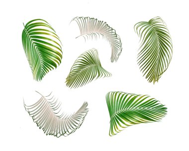 yeşil palmiye yaprağı yaz için beyaz üzerine izole