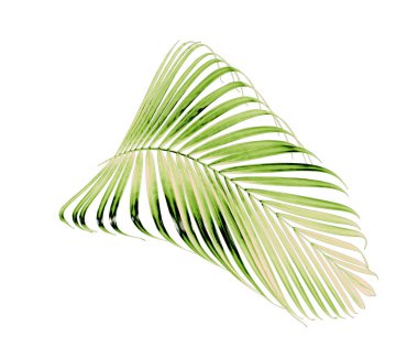 Beyaz arkaplanda yeşil palmiye yaprağı izole