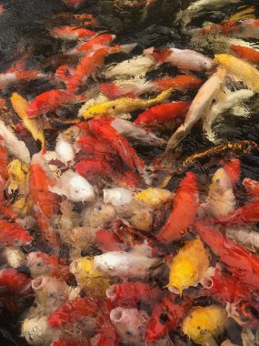 Japon Koi sazan balığı (cyprinus Carpio) bir gölette yüzüyor