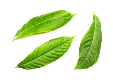 beyaz arkaplanda tropik yeşil yaprak koleksiyonu