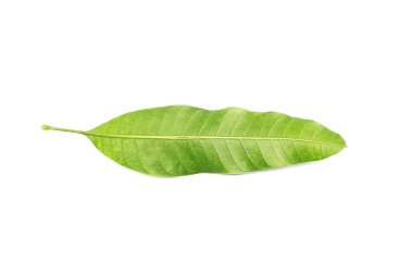 Beyaz arkaplanda tropik yeşil yaprak