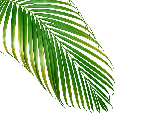 Green palm leaf isolated on white background — Stock Photo, Image