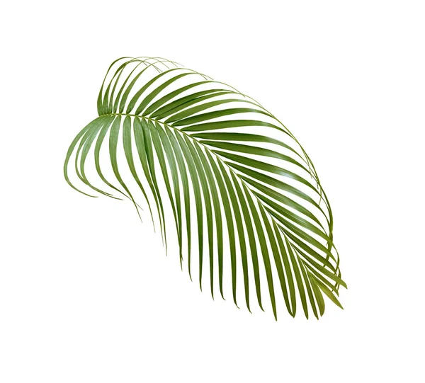 Green palm leaf isolated on white background — Stock Photo, Image