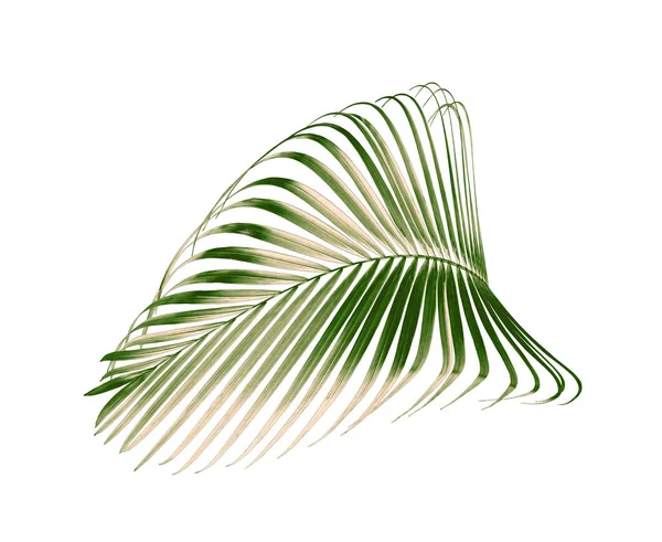 Hoja de palma verde aislada sobre fondo blanco — Foto de Stock