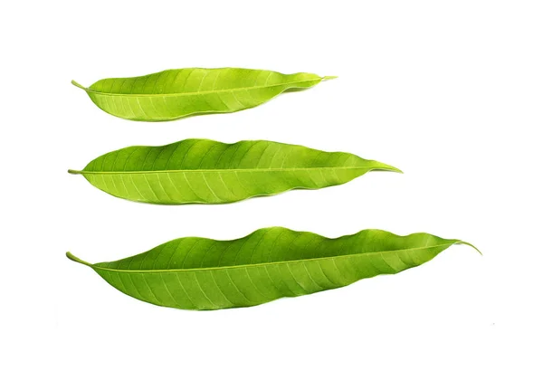Sammlung tropisches grünes Blatt auf weißem Hintergrund — Stockfoto