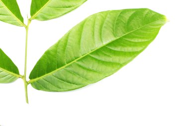 beyaz arkaplanda tropik yeşil yaprak koleksiyonu