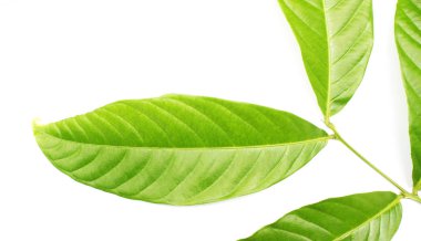 beyaz arkaplanda tropik yeşil yaprak koleksiyonu