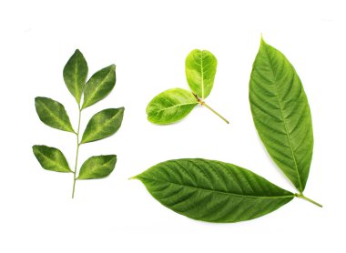 beyaz arkaplanda tropik yeşil yaprak koleksiyonu