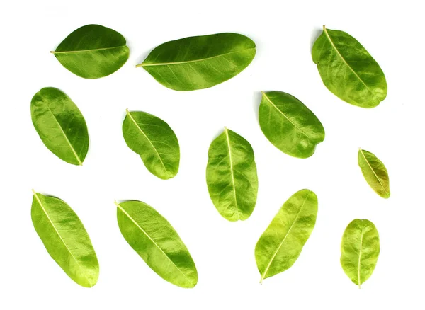 Collectie tropisch groen blad op witte achtergrond — Stockfoto