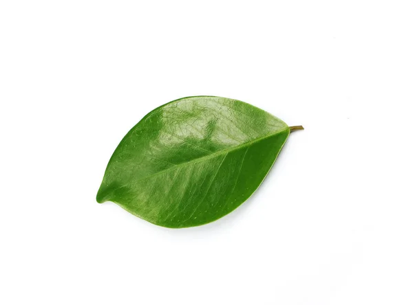 Tropisches grünes Blatt auf weißem Hintergrund — Stockfoto