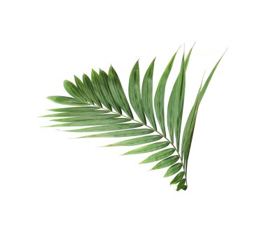 tropical nature green palm leaf isolated pattern background