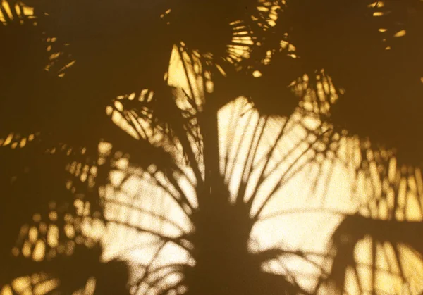 Tropical nature shadow palm leaf on golden wall background — Stockfoto