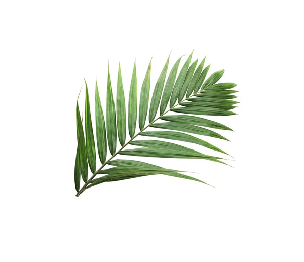 Nature tropicale feuille de palmier vert isolé motif arrière-plan — Photo