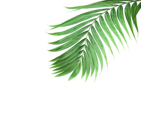 Tropical nature green palm leaf isolated pattern background with — ストック写真