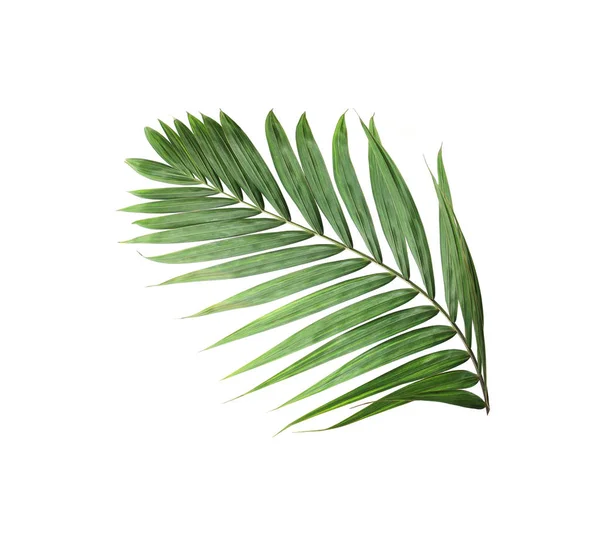 Naturaleza tropical hoja de palma verde patrón aislado fondo — Foto de Stock