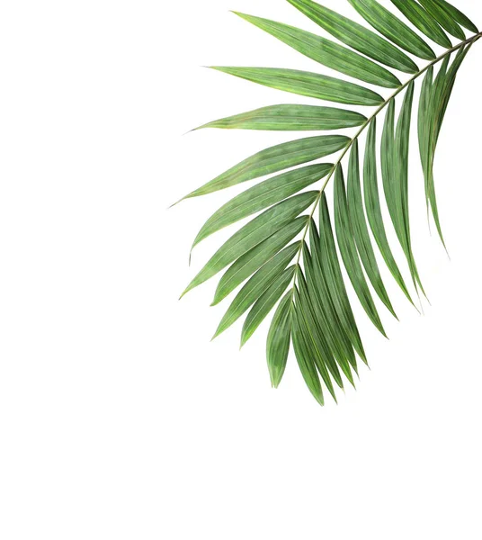 Tropical nature green palm leaf isolated pattern background — Stok fotoğraf