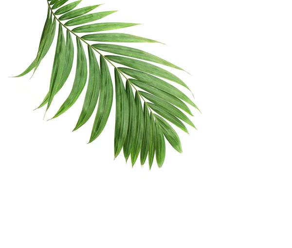 Tropical nature green palm leaf isolated pattern background with — 스톡 사진