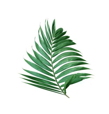 tropical nature green palm leaf isolated pattern background