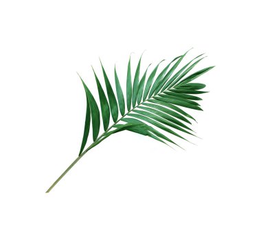 tropical nature green palm leaf isolated pattern background
