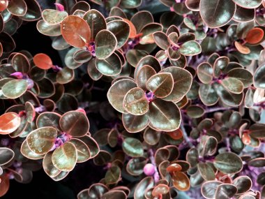 Tropik Yeşil Yapraklar Doku Arkaplanı