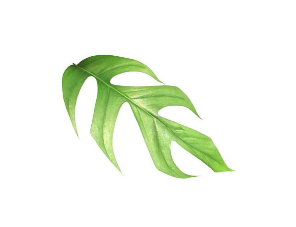 tropical monstera palm leaf tree background