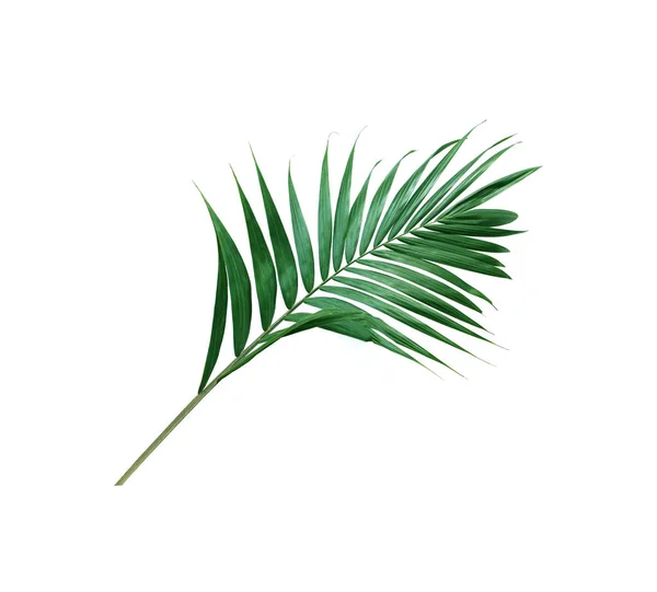 Тропическая природа зеленый лист пальмы изолированный фон картины — стоковое фото