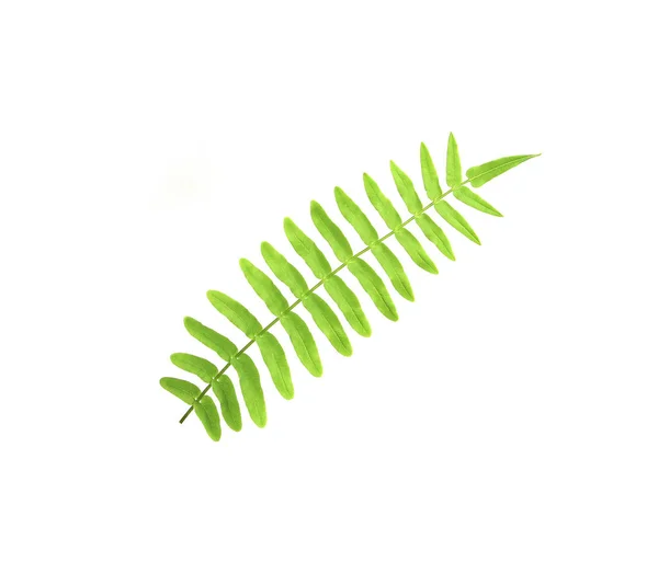 Tropical ornamental foliage, fern leaf tree background — 스톡 사진