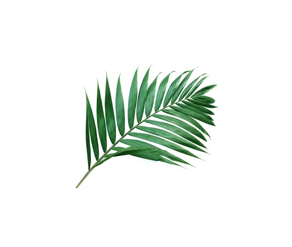 Tropical nature green palm leaf isolated pattern background — Stok fotoğraf