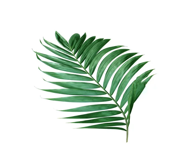 Tropical nature green palm leaf isolated pattern background — 스톡 사진