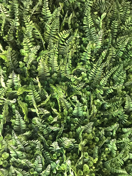 Helechos verdes tropicales hojas follaje planta arbusto arreglos florales —  Fotos de Stock