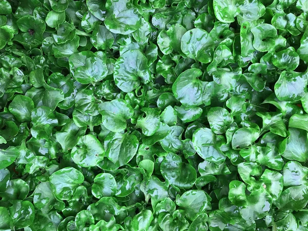 Tropische groene bladeren textuur achtergrond — Stockfoto