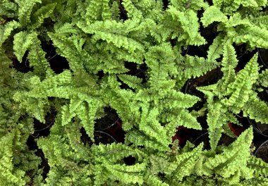 Tropik Yeşil Yapraklar Doku Arkaplanı