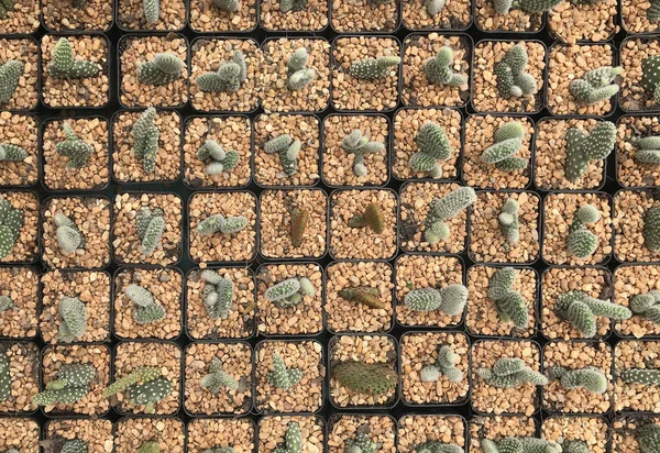 Vista dall'alto di molti alberi di cactus nel vaso — Foto Stock