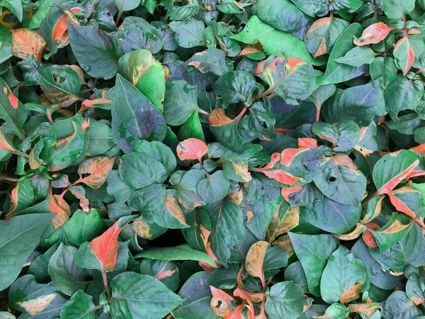 Тропічні зелені листя текстури фону — стокове фото