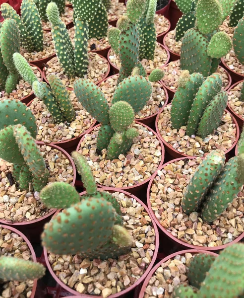 Many cactus tree in the pot — 图库照片