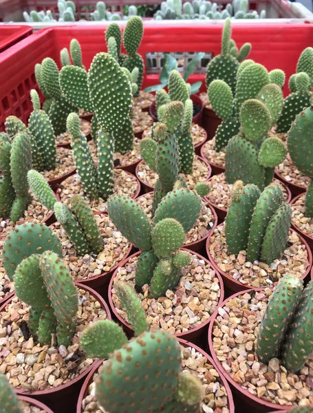 Many cactus tree in the pot — 图库照片
