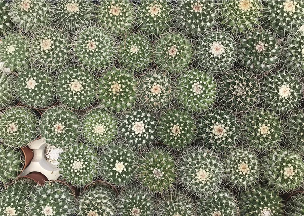 Cactus plant leaves tree pattern — 图库照片