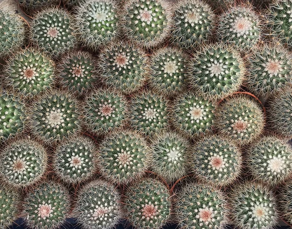 Cactus plant leaves tree pattern — 图库照片