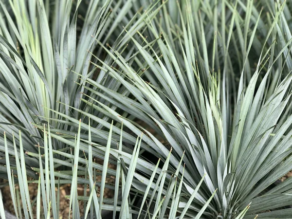 The sharp leaves of a palm tree — Stock Photo, Image